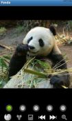   : Funny Panda : Wild Animals