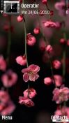   : Pink Flowers